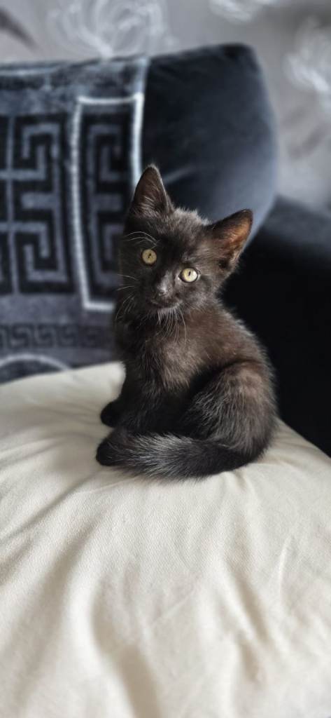 kitten persian bengal