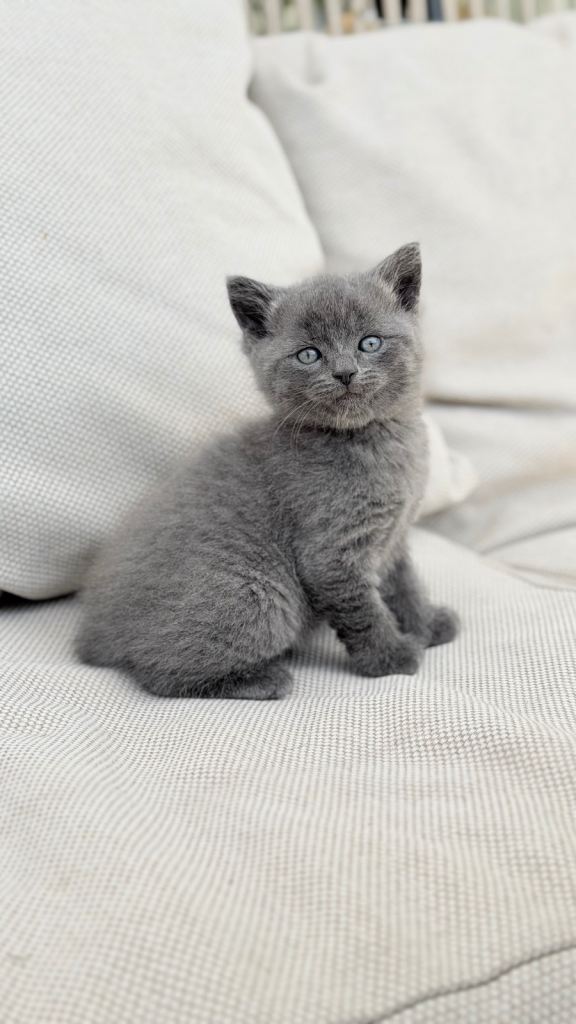 2 Adorable kitten for sale