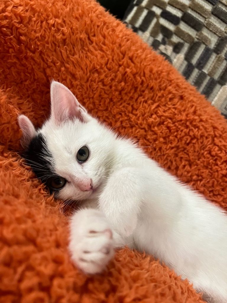 Black and White Kitten Cat