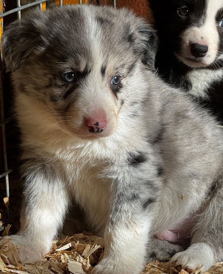 Blue Border Collie Pup for Sale