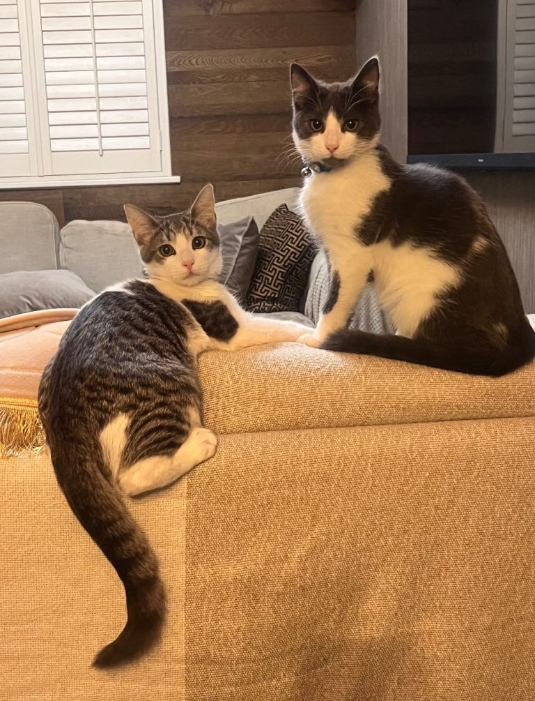 2 Beautiful Brother Cats Looking for Forever Home 🐾 (Must Go Together)
