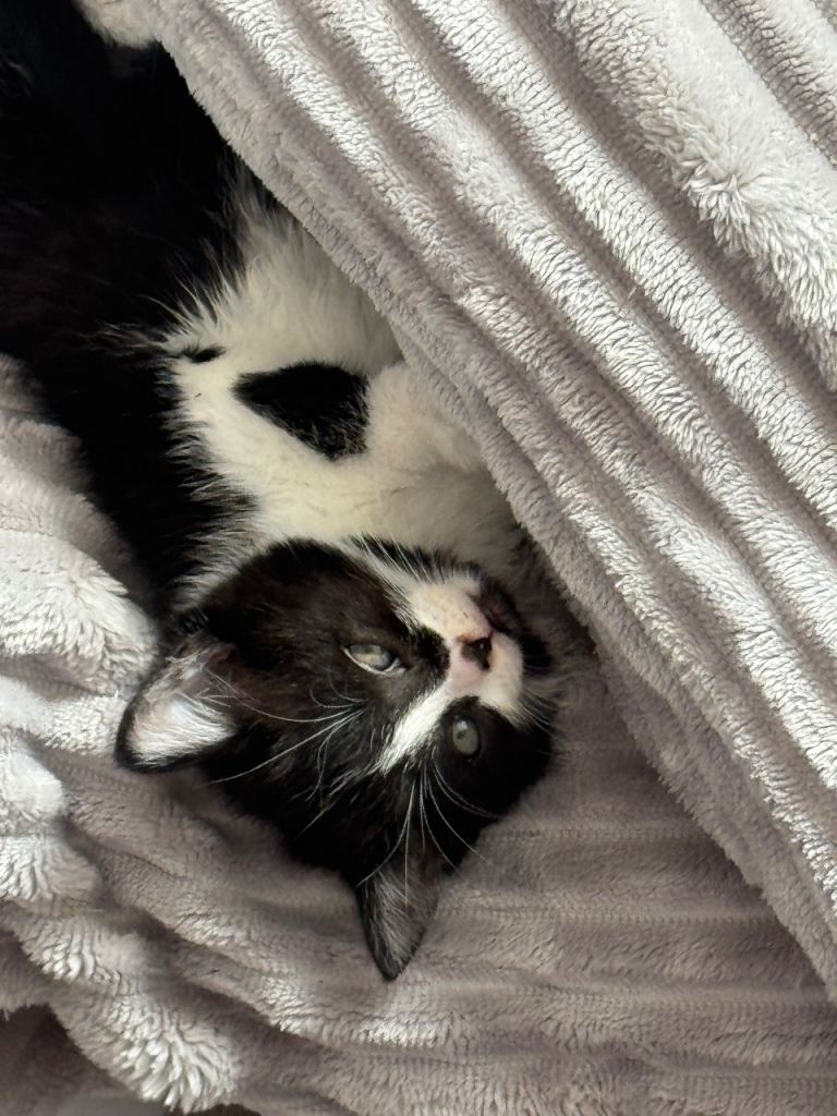 Beautiful ragdoll x British short hair kitten