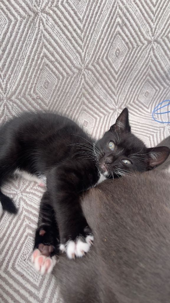 1 beautiful female siberian kitten