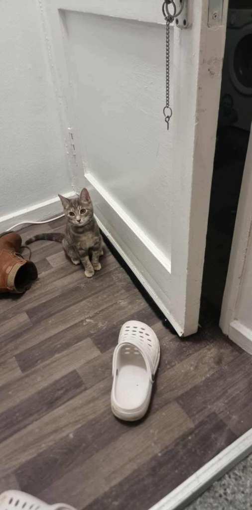 2 sister cats