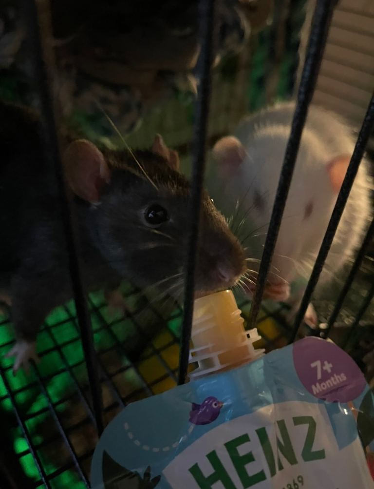 good home needed