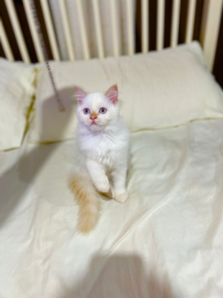 Flamed point pure ragdoll ready to leave 