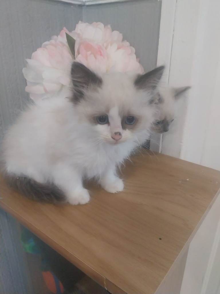 Pure ragdoll kittens