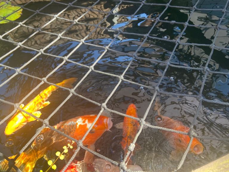 Koi fish