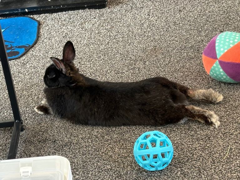 6month old baby rabbit 