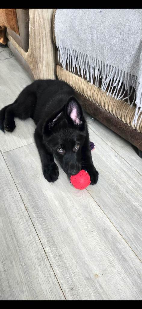 Puppies Germany Shepard