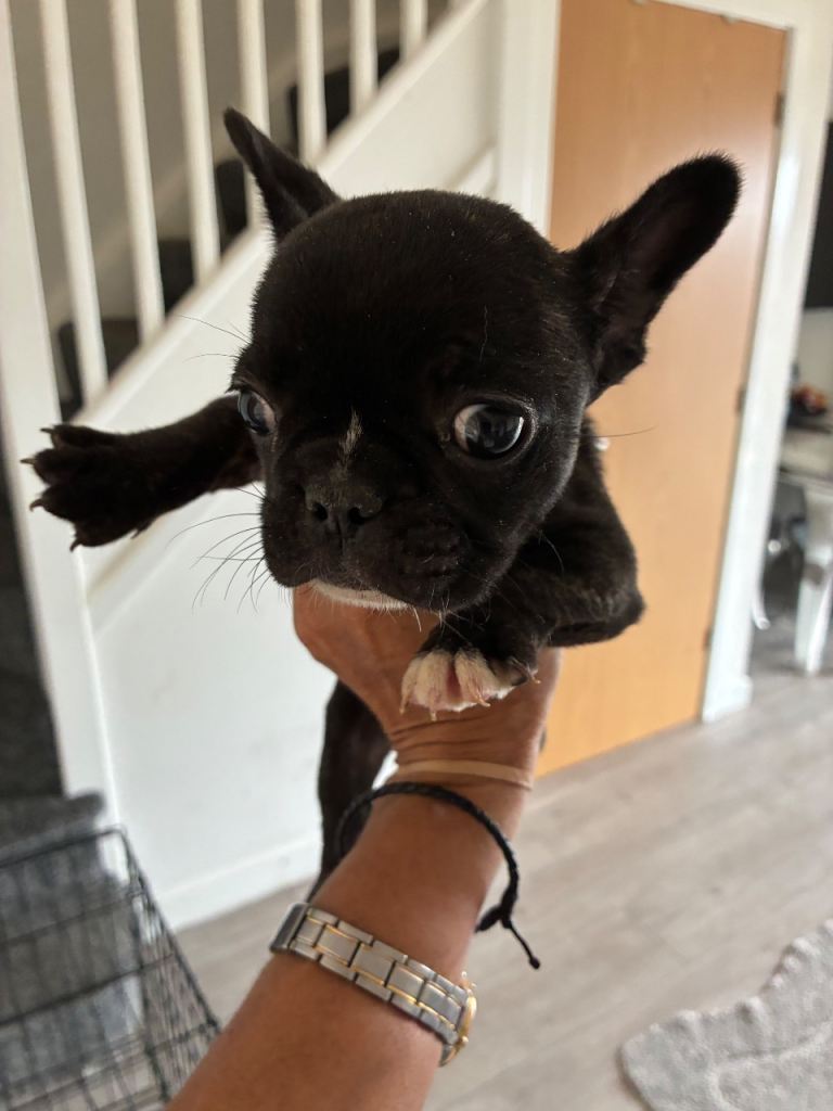Beautiful French bulldog puppy 