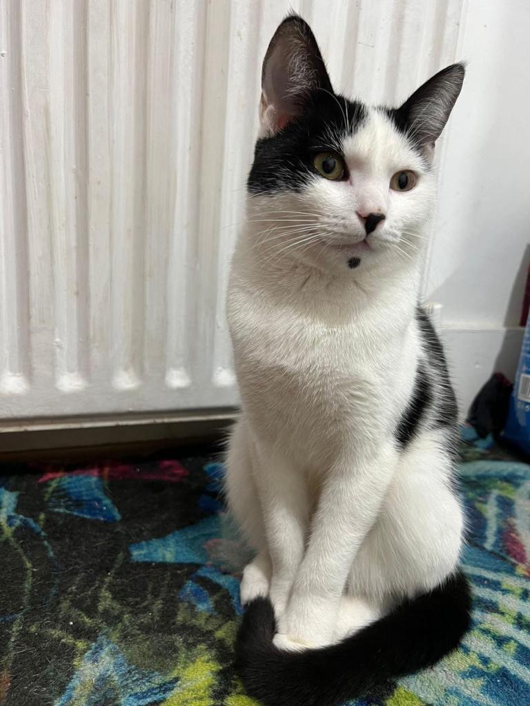 Adorable adult tabby cat