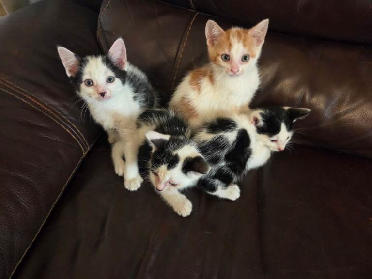 Fluffy kittens 