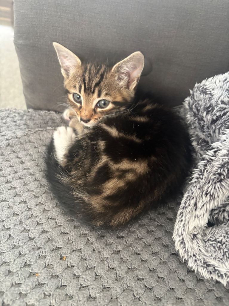 Female Kitten ready to leave today 
