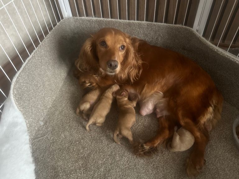 Cocker spaniel puppys