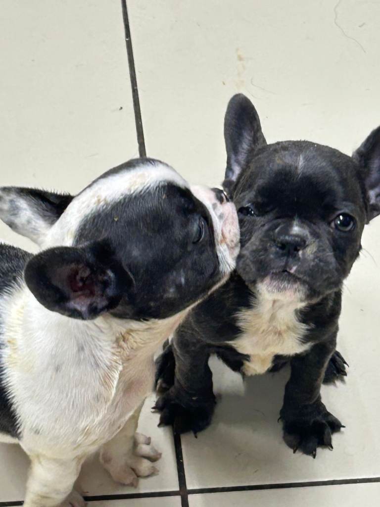 French Bulldog Puppies 
