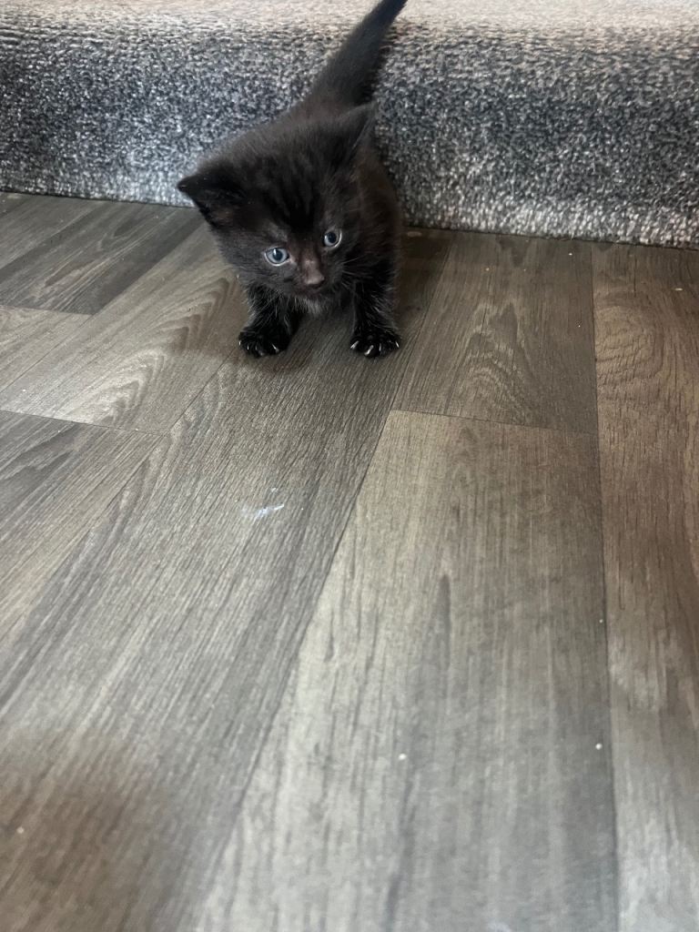 Female black kitten ready to leave