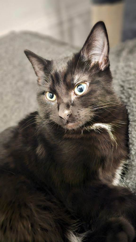 2 Ragdoll Crossbreed Kittens – Bonded Pair (Sold Together)