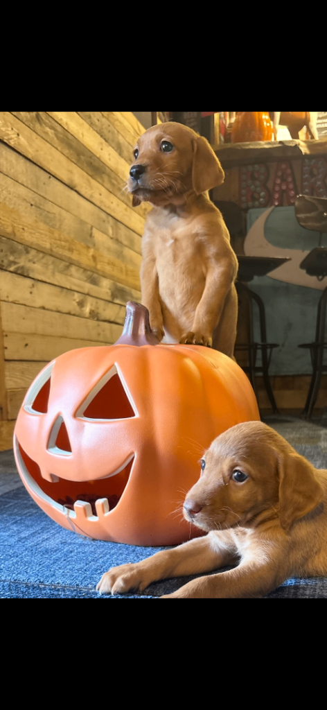 Fox red Labrador 