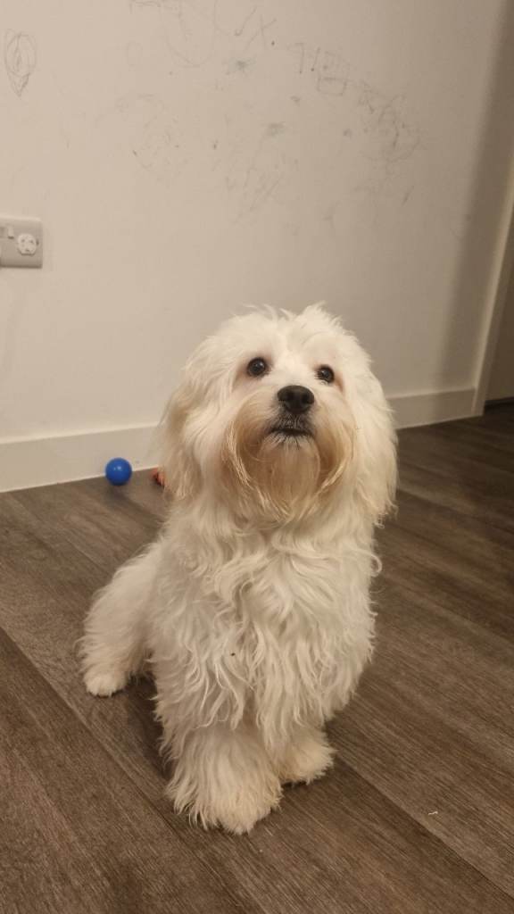 Male maltese for sale
