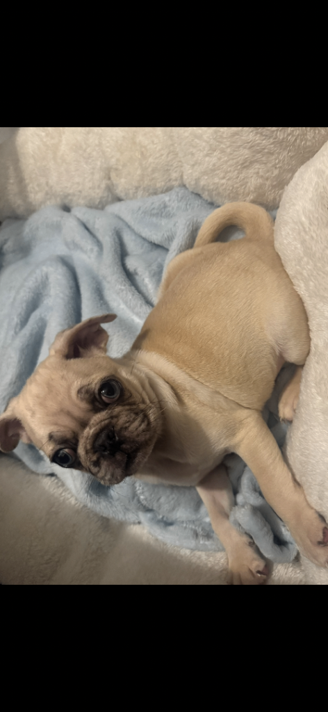 Pug puppie