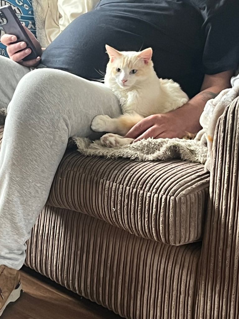 8 month old male ragdoll un neutered