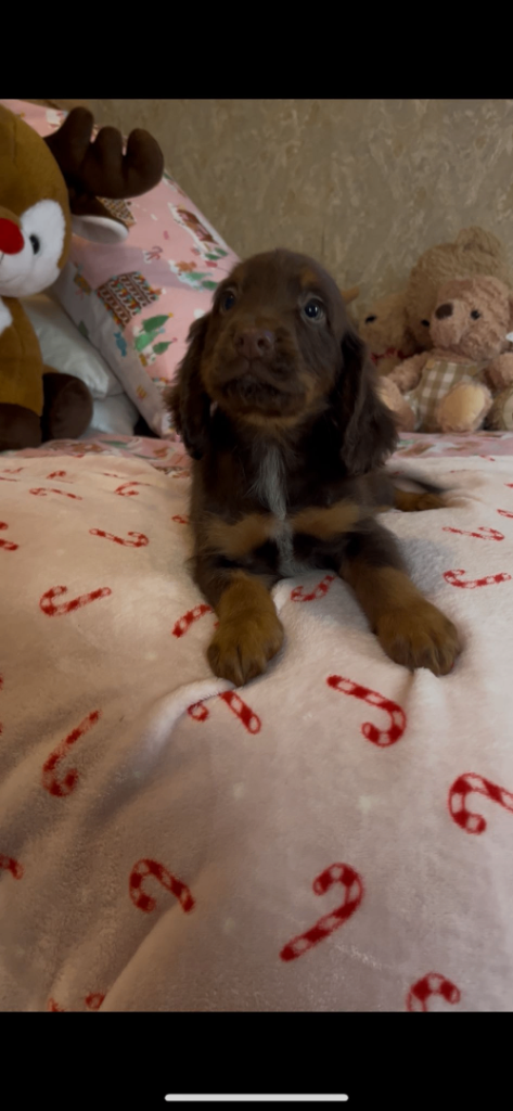 Cocker spaniel puppies
