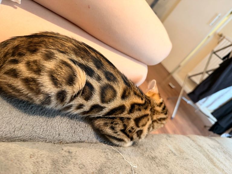 TICA Active - bengal boy 