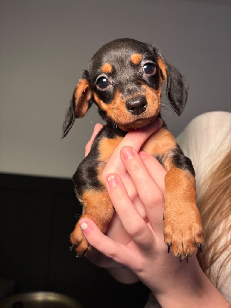 Doxiepoo (cavapoo cross mini dachshund)