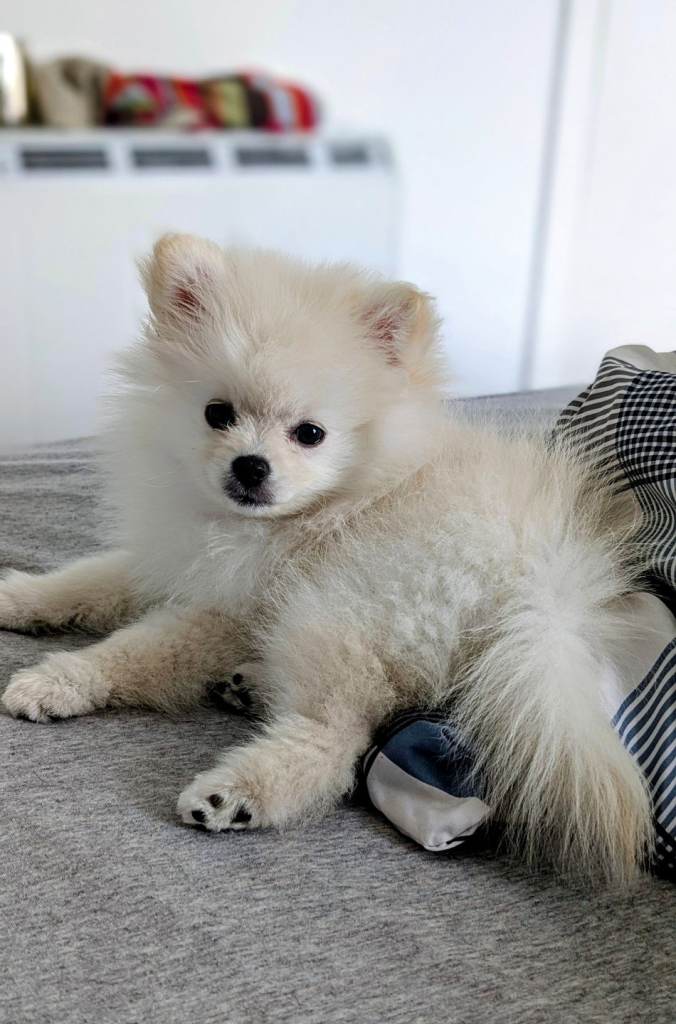 White Pomeranian Puppy Girl in Croydon 