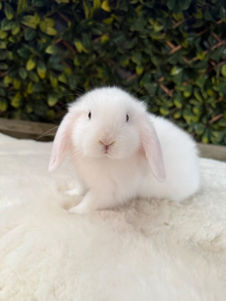 Mini lop