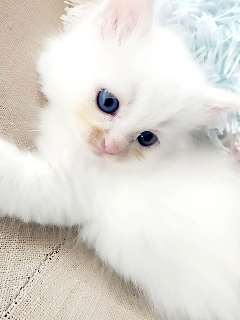 Siberian kittens are looking for forever homes.🌹♥️