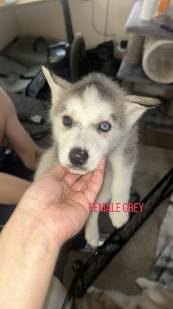 pure siberian husky puppies