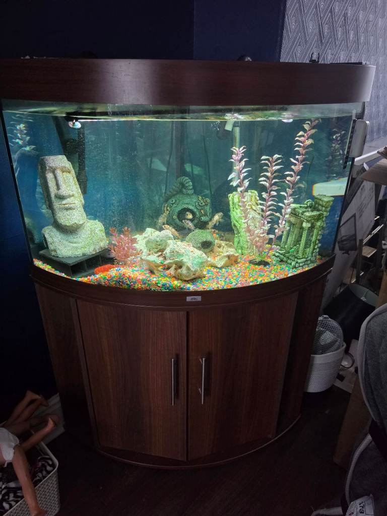 Fish tank set up