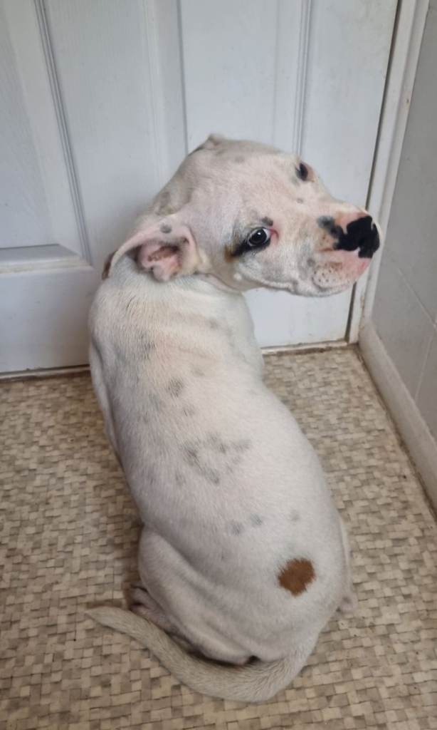 Staffy x American Bulldog Puppies - Ready Now