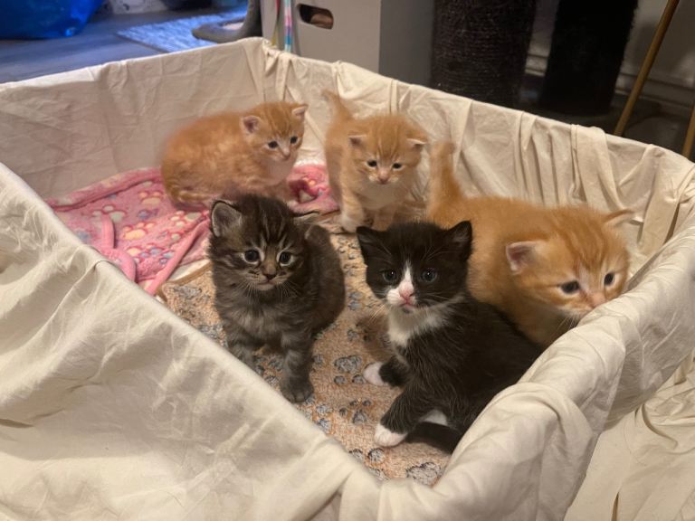 Ragdoll cross kittens 