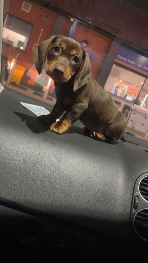 For sale out beautiful baby