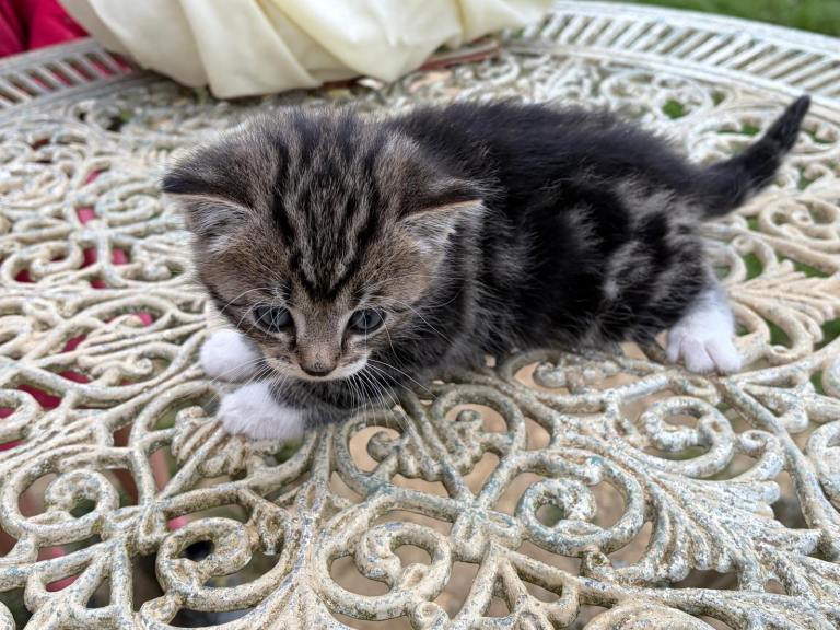 Three female kittens needing good homes