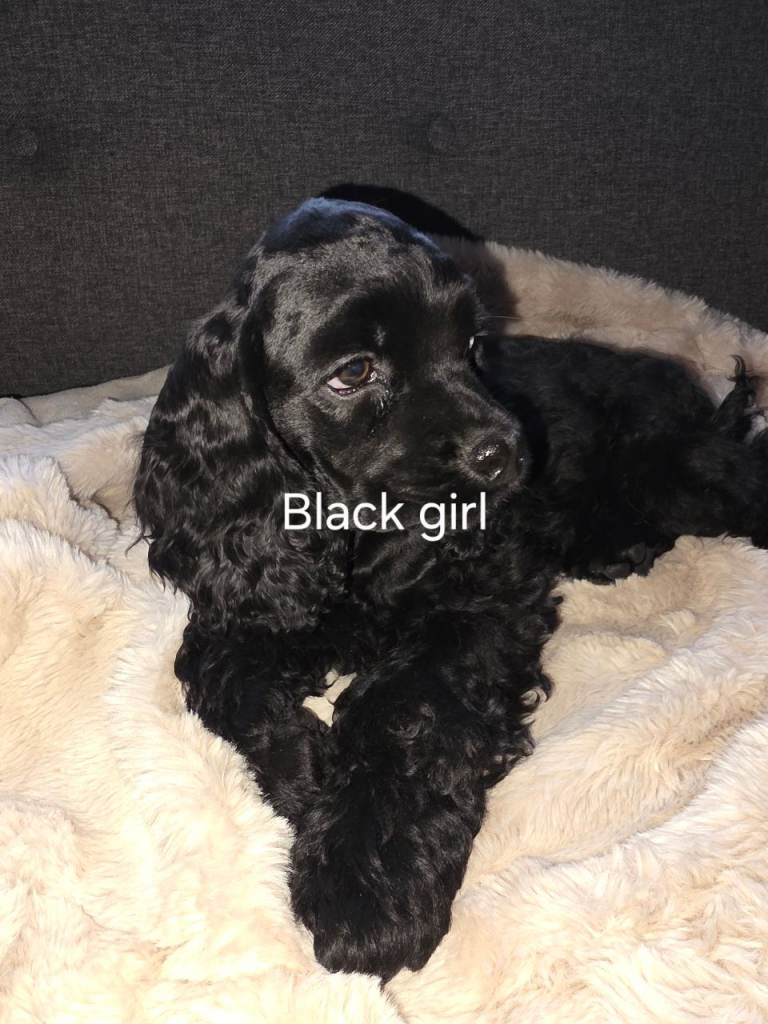 Beautiful KC registered American cocker spaniel puppies 