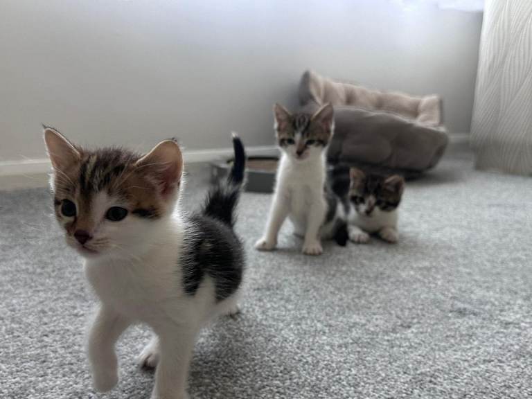 Kitten for sale