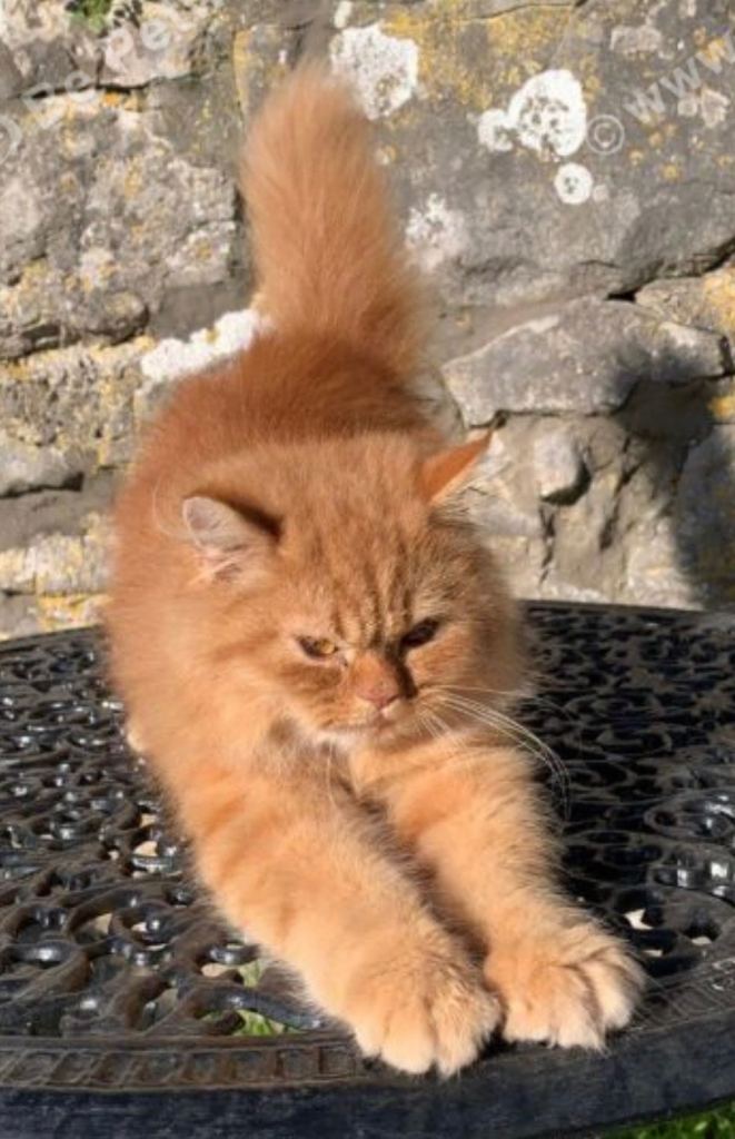 Rare red golden Persian kitten