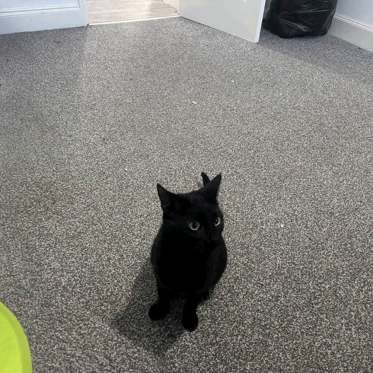 18 month old Black Reserved — No Further Enquiries Please