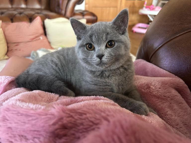 1 Adorable British Blue Shorthair male Kitten  