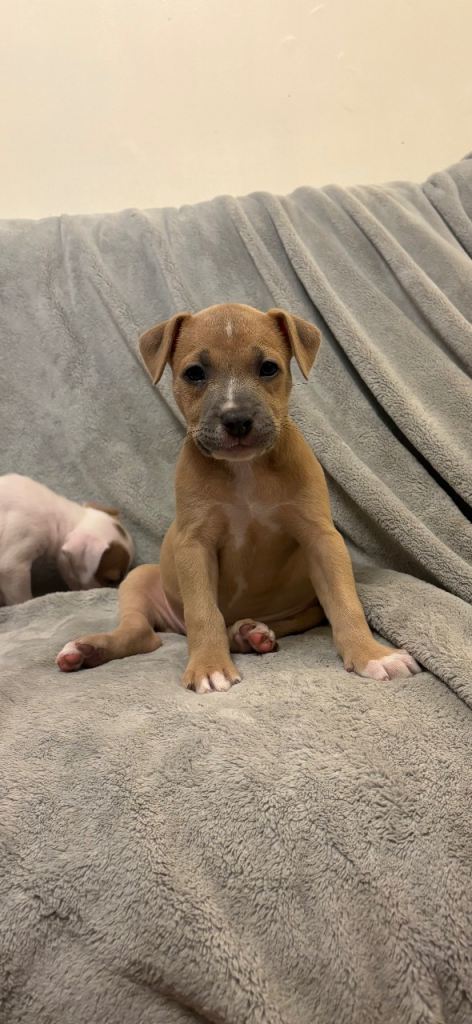 Staffy x puppies