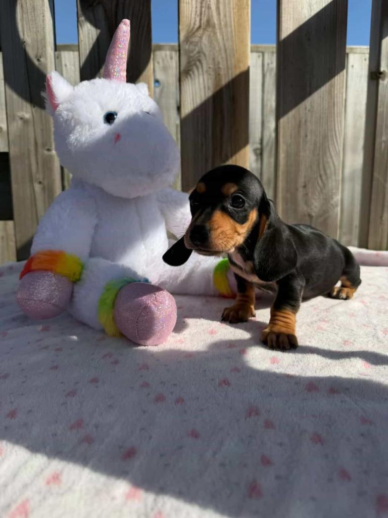 Miniature dachshund puppies 