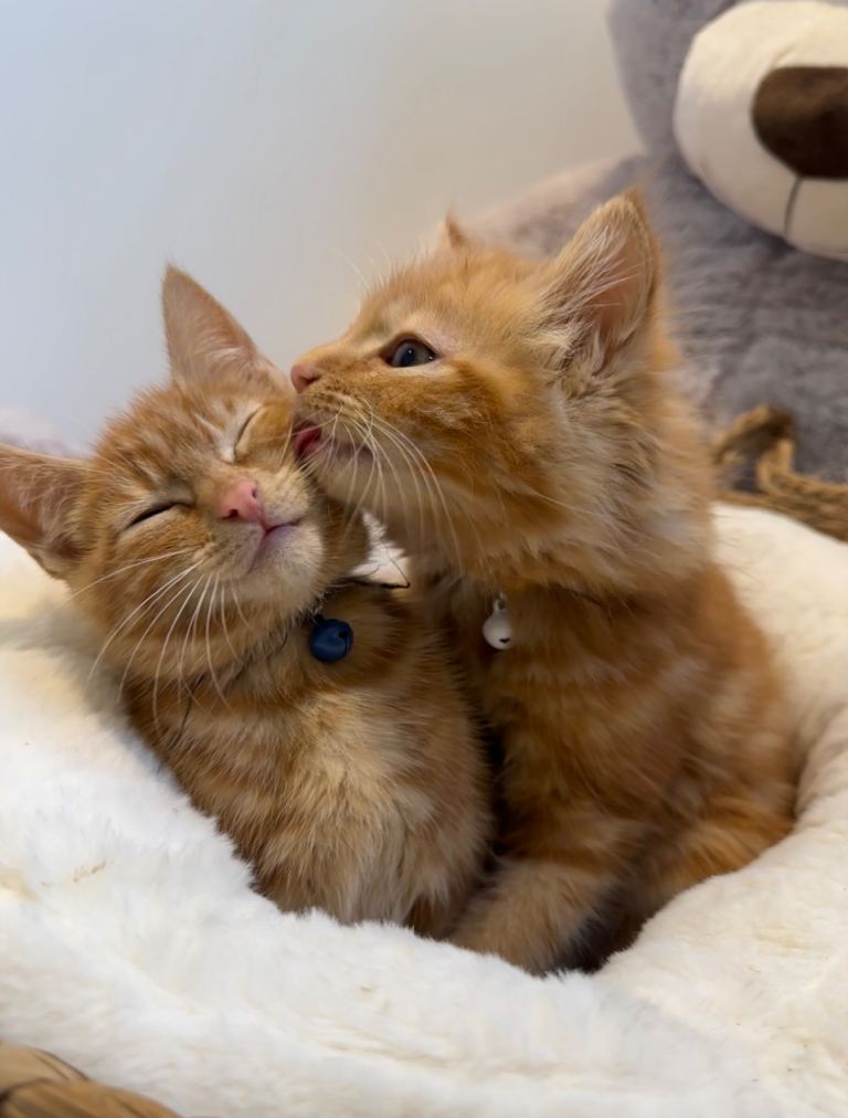 Ginger Kittens 12 Weeks 