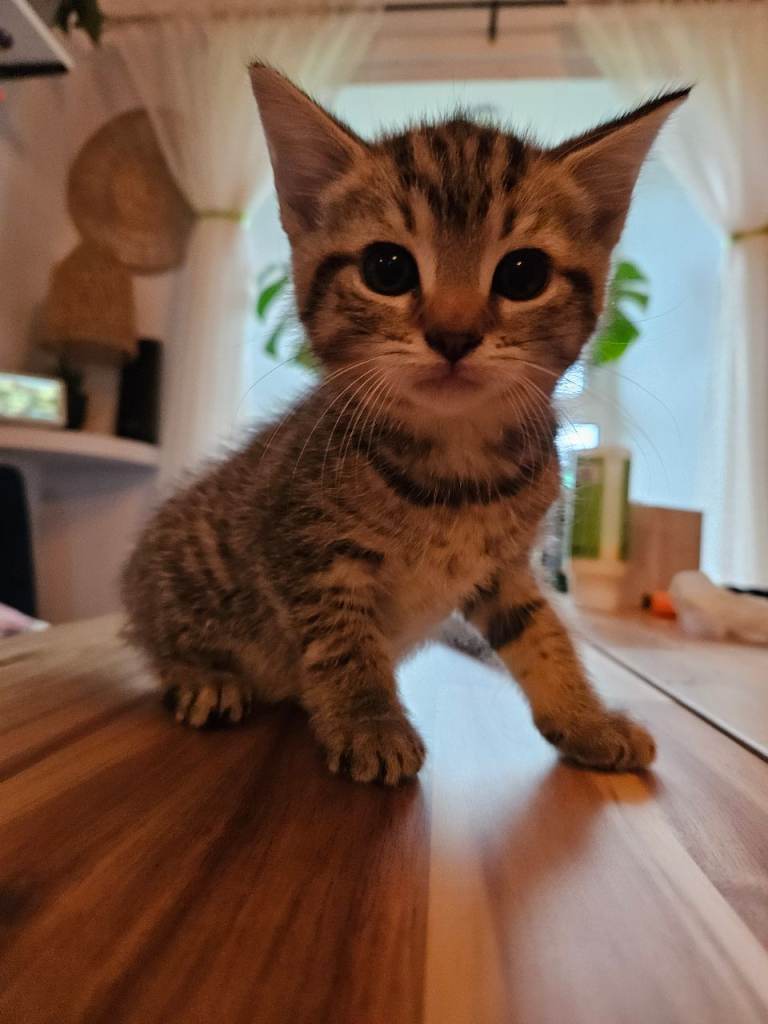 4 kittens | 2 Males and 2 Females