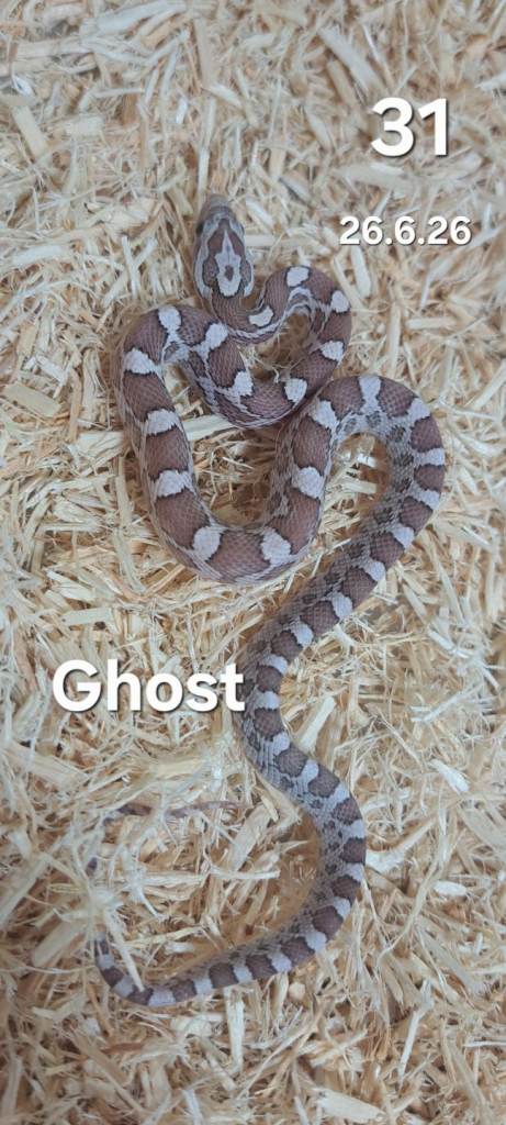 Baby Corn Snakes Ready now