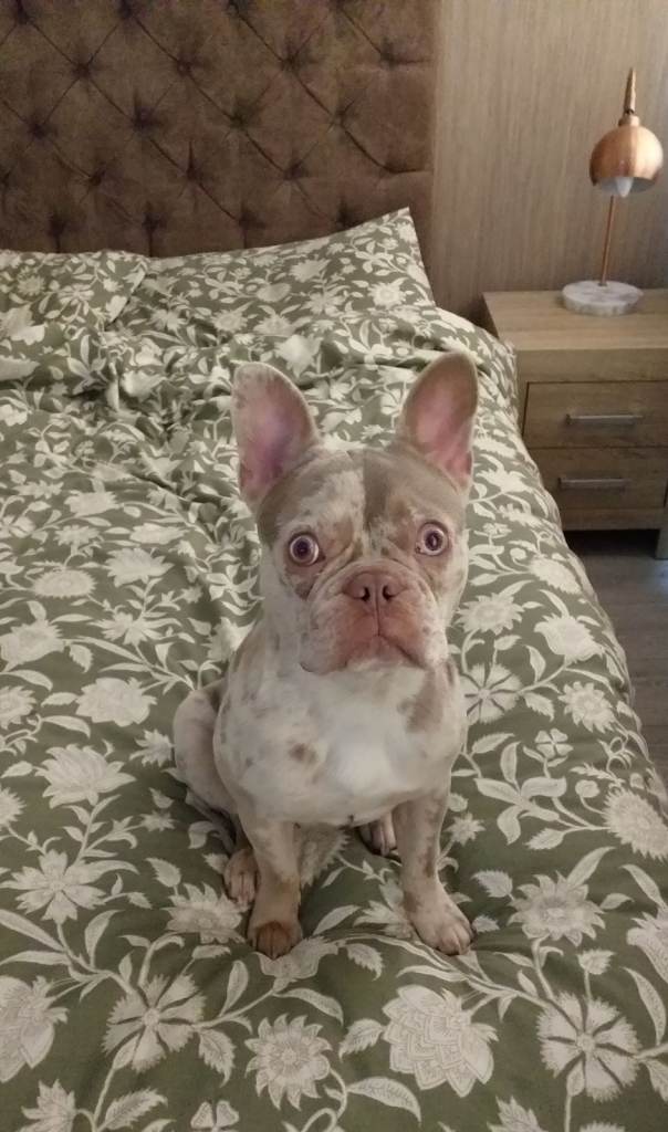 image for Female French bulldog 