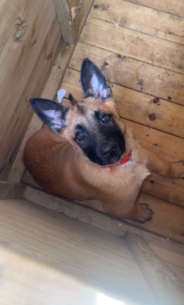 🚨 Exceptional Belgian Malinois Puppies!🚨
